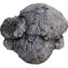 Mycelia